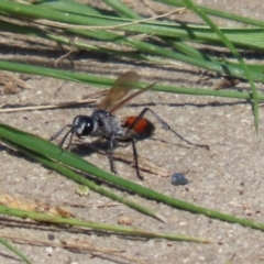 Podalonia tydei at Bonython, ACT - 2 Apr 2021