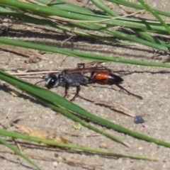 Podalonia tydei at Bonython, ACT - 2 Apr 2021