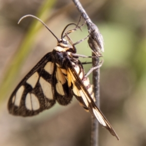 Amata (genus) at Chapman, ACT - 26 Mar 2021