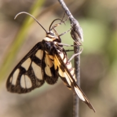 Amata (genus) (Handmaiden Moth) at Cooleman Ridge - 26 Mar 2021 by SWishart