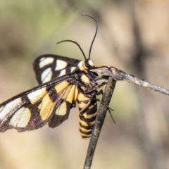 Amata (genus) at Chapman, ACT - 26 Mar 2021 12:25 PM