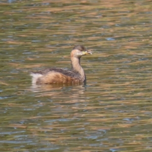 Tachybaptus novaehollandiae at Bonython, ACT - 2 Apr 2021