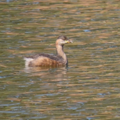 Tachybaptus novaehollandiae (Australasian Grebe) at Bonython, ACT - 2 Apr 2021 by RodDeb