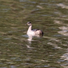 Tachybaptus novaehollandiae at Bonython, ACT - 2 Apr 2021