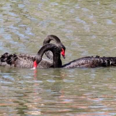 Cygnus atratus (Black Swan) at Stranger Pond - 2 Apr 2021 by RodDeb