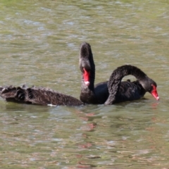 Cygnus atratus at Bonython, ACT - 2 Apr 2021 12:14 PM