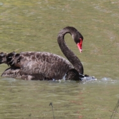 Cygnus atratus at Bonython, ACT - 2 Apr 2021 12:14 PM