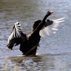 Cygnus atratus at Bonython, ACT - 2 Apr 2021 12:14 PM