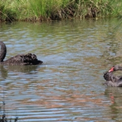 Cygnus atratus at Bonython, ACT - 2 Apr 2021 12:14 PM