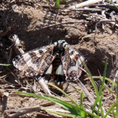Apina callisto (Pasture Day Moth) at Greenway, ACT - 2 Apr 2021 by RodDeb