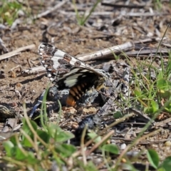 Apina callisto at Greenway, ACT - 2 Apr 2021