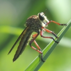 Colepia sp. (genus) (A robber fly) at Point Hut to Tharwa - 22 Feb 2021 by michaelb