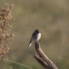 Microeca fascinans (Jacky Winter) at Paddys River, ACT - 2 Apr 2021 by patrickcox