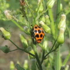 Harmonia conformis (Common Spotted Ladybird) at Point Hut to Tharwa - 22 Feb 2021 by michaelb