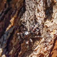 Unidentified Jumping or peacock spider (Salticidae) at Pialligo, ACT - 3 Apr 2021 by DPRees125