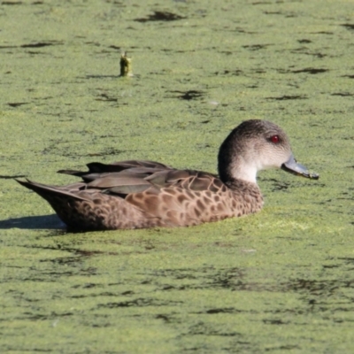 Anas gracilis (Grey Teal) at South Albury, NSW - 3 Apr 2021 by PaulF