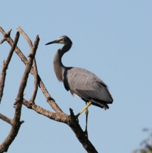 Egretta novaehollandiae at South Albury, NSW - 3 Apr 2021