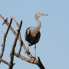 Egretta novaehollandiae at South Albury, NSW - 3 Apr 2021 03:19 PM