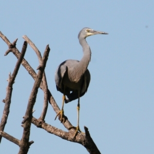 Egretta novaehollandiae at South Albury, NSW - 3 Apr 2021 03:19 PM