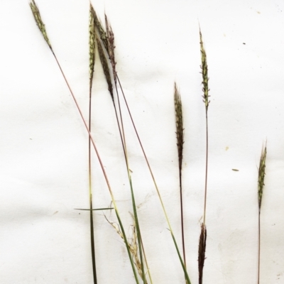 Bothriochloa macra (Red Grass, Red-leg Grass) at Red Hill to Yarralumla Creek - 3 Apr 2021 by ruthkerruish