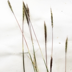 Bothriochloa macra (Red Grass, Red-leg Grass) at Garran, ACT - 3 Apr 2021 by ruthkerruish