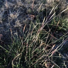 Bothriochloa macra at Garran, ACT - 3 Apr 2021