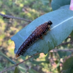 Perginae sp. (subfamily) (Unidentified pergine sawfly) at Murrumbateman, NSW - 3 Apr 2021 by SimoneC