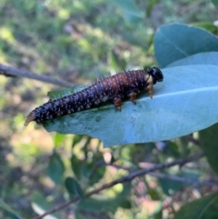 Perginae sp. (subfamily) at Murrumbateman, NSW - 3 Apr 2021 05:22 PM