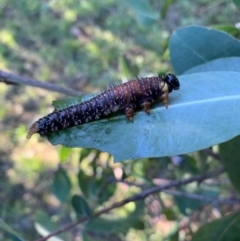Perginae sp. (subfamily) at Murrumbateman, NSW - 3 Apr 2021