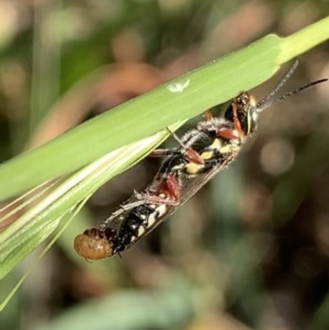 Tiphiidae sp. (family) at Murrumbateman, NSW - 3 Apr 2021