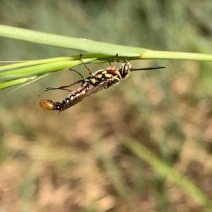 Tiphiidae sp. (family) at Murrumbateman, NSW - 3 Apr 2021