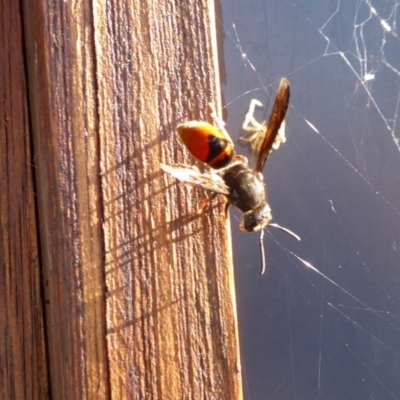 Eumeninae (subfamily) (Unidentified Potter wasp) at Yass River, NSW - 2 Apr 2021 by SenexRugosus