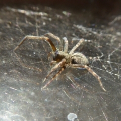 Badumna sp. (genus) (Lattice-web spider) at Rugosa - 2 Apr 2021 by SenexRugosus