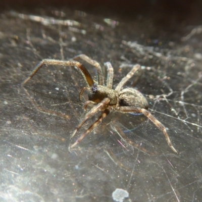 Badumna sp. (genus) (Lattice-web spider) at Yass River, NSW - 2 Apr 2021 by SenexRugosus