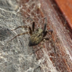 Badumna sp. (genus) at Yass River, NSW - 2 Apr 2021 04:01 PM