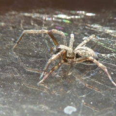 Badumna sp. (genus) at Yass River, NSW - 2 Apr 2021 04:01 PM