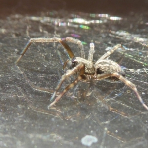 Badumna sp. (genus) at Yass River, NSW - 2 Apr 2021