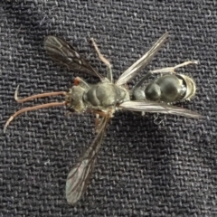 Pompilidae (family) (Unidentified Spider wasp) at Reidsdale, NSW - 29 Mar 2021 by JanetRussell