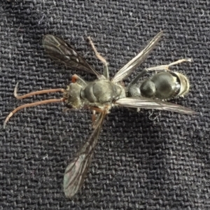 Pompilidae (family) at Reidsdale, NSW - 29 Mar 2021