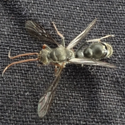 Pompilidae (family) (Unidentified Spider wasp) at QPRC LGA - 29 Mar 2021 by JanetRussell