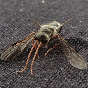 Pompilidae (family) at Reidsdale, NSW - 29 Mar 2021