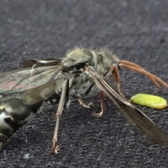 Pompilidae (family) at Reidsdale, NSW - 29 Mar 2021