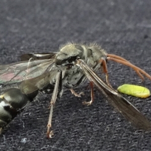 Pompilidae (family) at Reidsdale, NSW - 29 Mar 2021