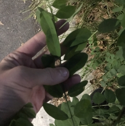 Robinia pseudoacacia (Black Locust) at City Renewal Authority Area - 26 Mar 2021 by Tapirlord