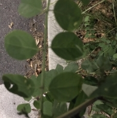 Robinia pseudoacacia at Canberra, ACT - 26 Mar 2021