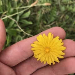 Hypochaeris radicata (Cat's Ear, Flatweed) at Curtin, ACT - 27 Mar 2021 by Tapirlord