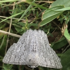 Crypsiphona ocultaria (Red-lined Looper Moth) at Curtin, ACT - 27 Mar 2021 by Tapirlord