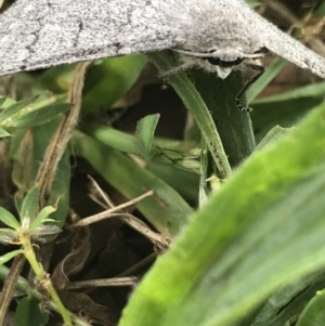 Crypsiphona ocultaria at Curtin, ACT - 27 Mar 2021