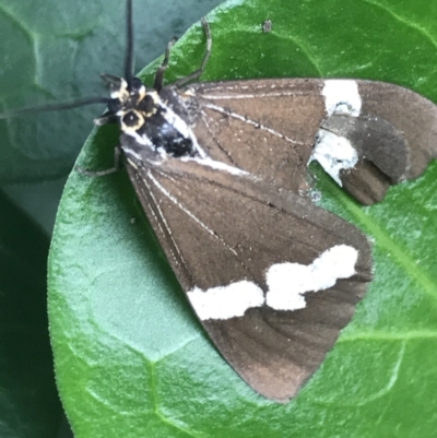 Nyctemera amicus (Senecio Moth, Magpie Moth, Cineraria Moth) at Curtin, ACT - 27 Mar 2021 by Tapirlord