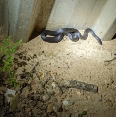 Cryptophis nigrescens at Currawang, NSW - 3 Apr 2021